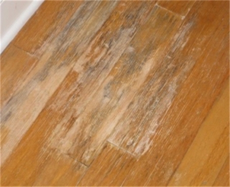 Mildew/Mold On Flooring 